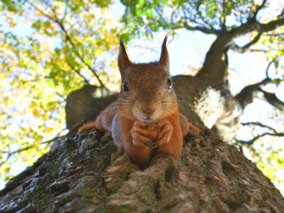 African Nation Are Strugling To Save Their Wildlife