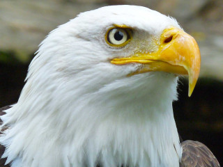 African Nation Are Strugling To Save Their Wildlife