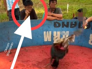 Oknum Mengaku Wartawan Diduga Ikut Judi Sabung Ayam