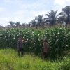 Optimis Menjadi Program Ketahanan Pangan Nasional Unggulan dan Berkesinambungan, Polsek Kandis Gencar Melakukan Monitoring Lahan Kebun Jagung