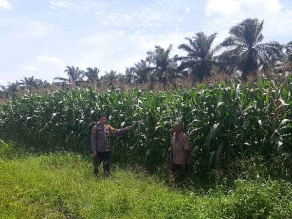 Optimis Menjadi Program Ketahanan Pangan Nasional Unggulan dan Berkesinambungan, Polsek Kandis Gencar Melakukan Monitoring Lahan Kebun Jagung